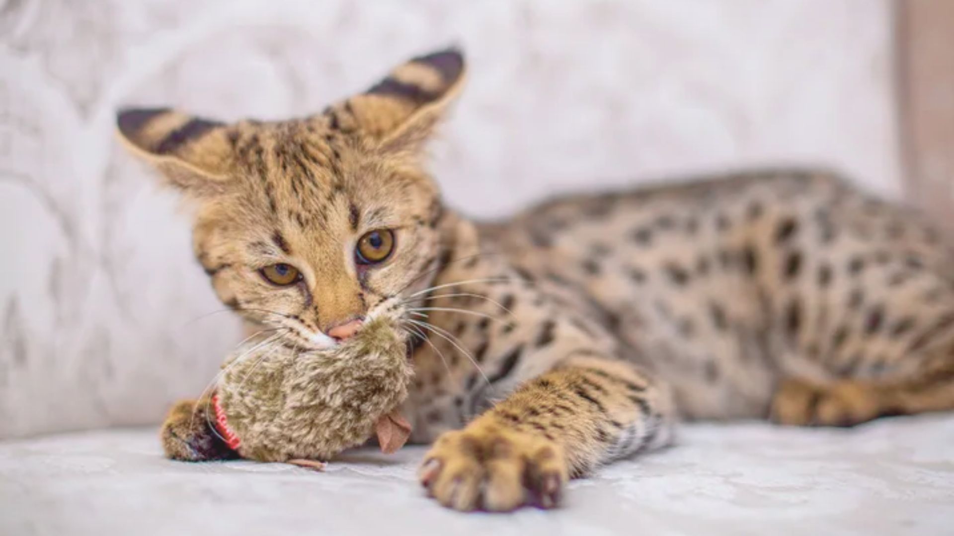 Savannah Cat Size: Height, Weight & Growth Explained - MakeSavannah