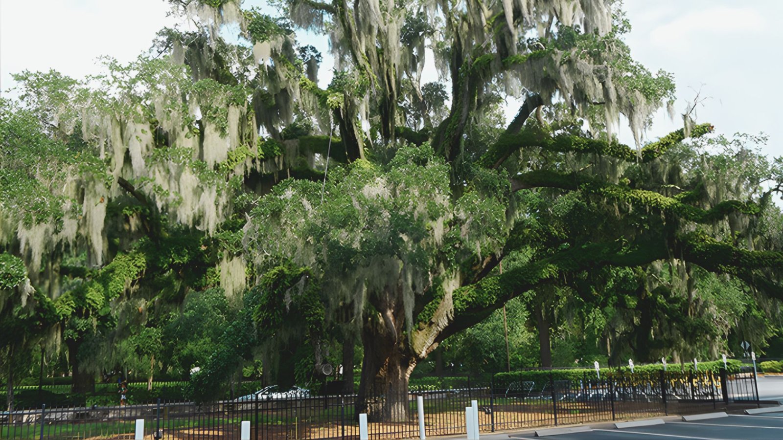 Trees in Savannah: Live Oaks, Moss & Native Flora