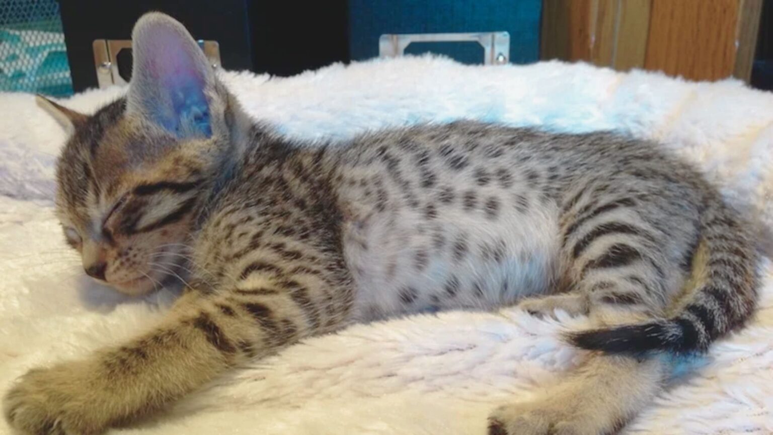 Savannah Cat Size: Height, Weight & Growth Explained - MakeSavannah