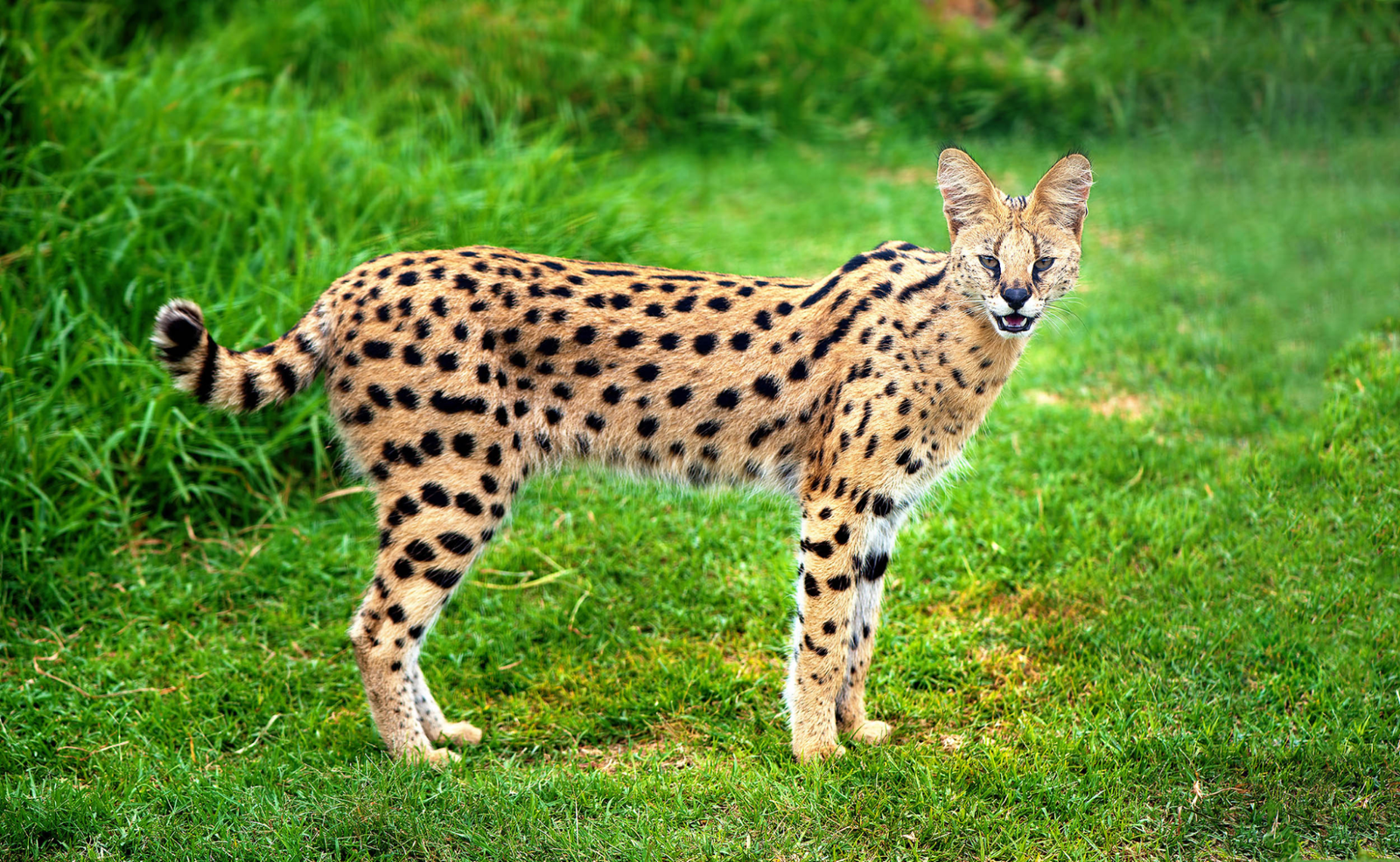 Savannah Cat vs Serval: Which Is Right for You?