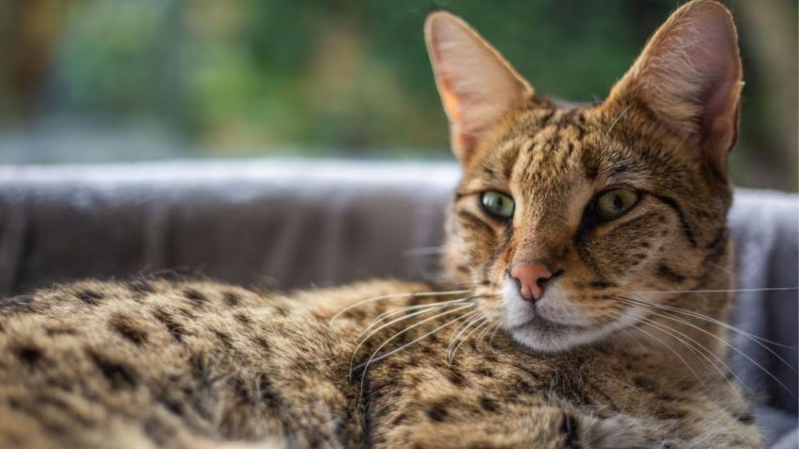 Key Differences Between Savannah Cat and Serval
