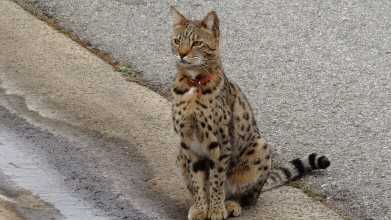 What Is a Savannah Cat?
