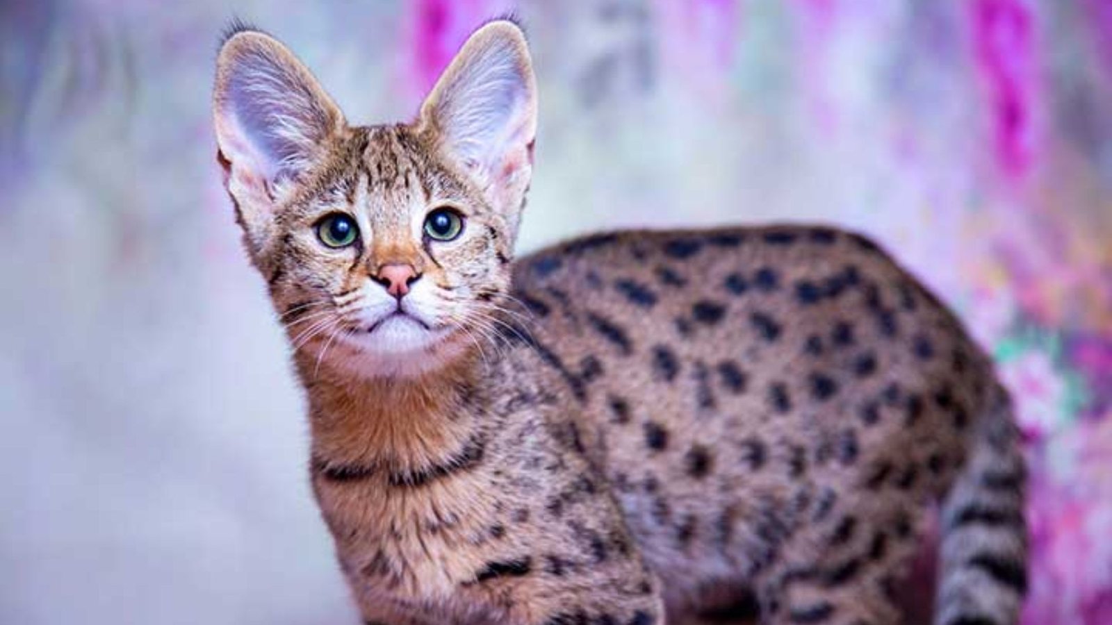What Is a Serval Cat?
