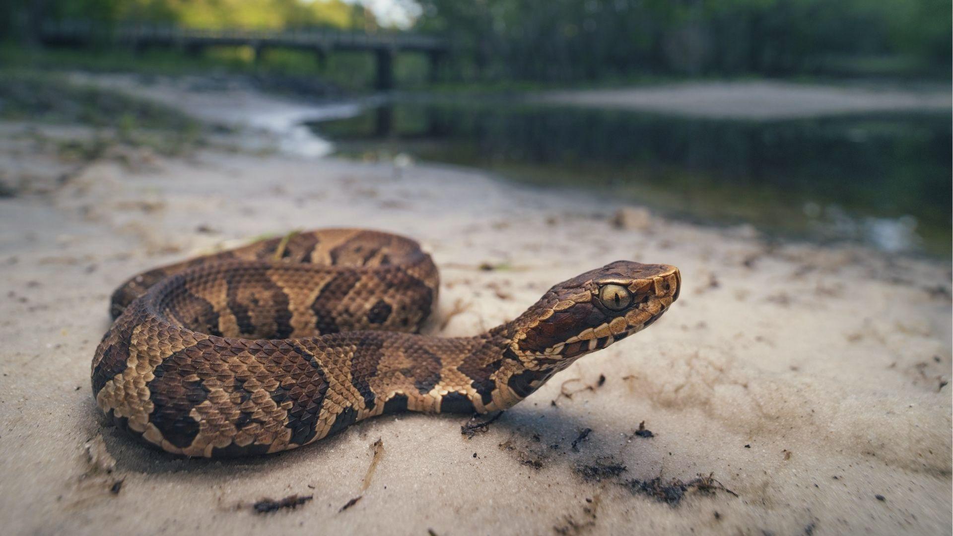 Cottonmouth pit viper coiled on sandy riverbank, mouth ready to strike in Georgia wetlands.