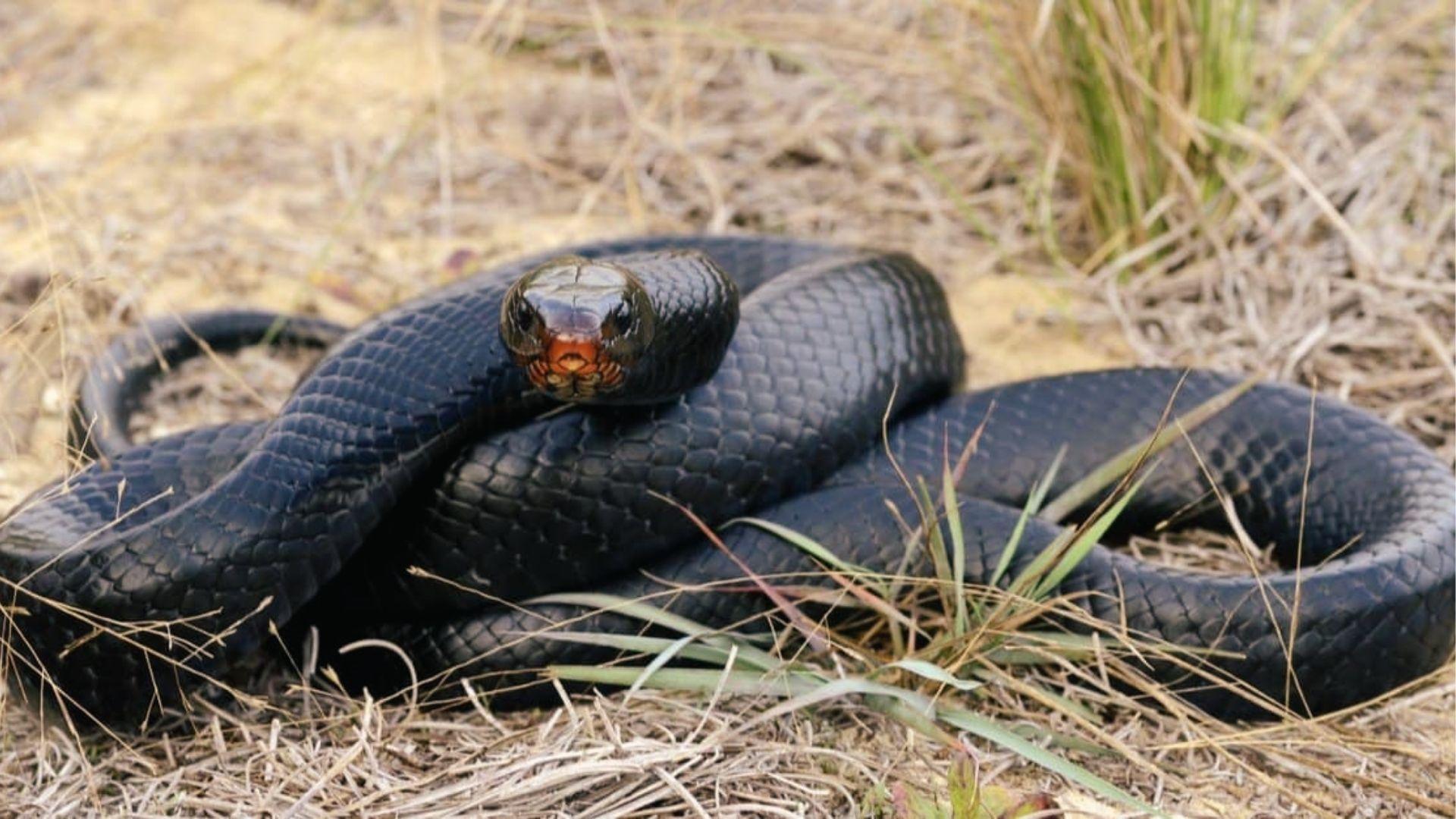 Nonvenomous Eastern Indigo Snake coiled in dry grass. Glossy black body with reddish chin in Georgia.