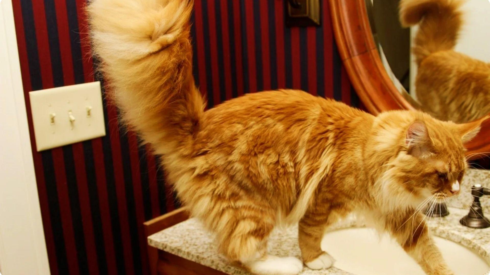 A large fluffy orange Maine Coon cat with a dramatically plumed tail standing on a bathroom sink counter, with its reflection visible in the mirror.