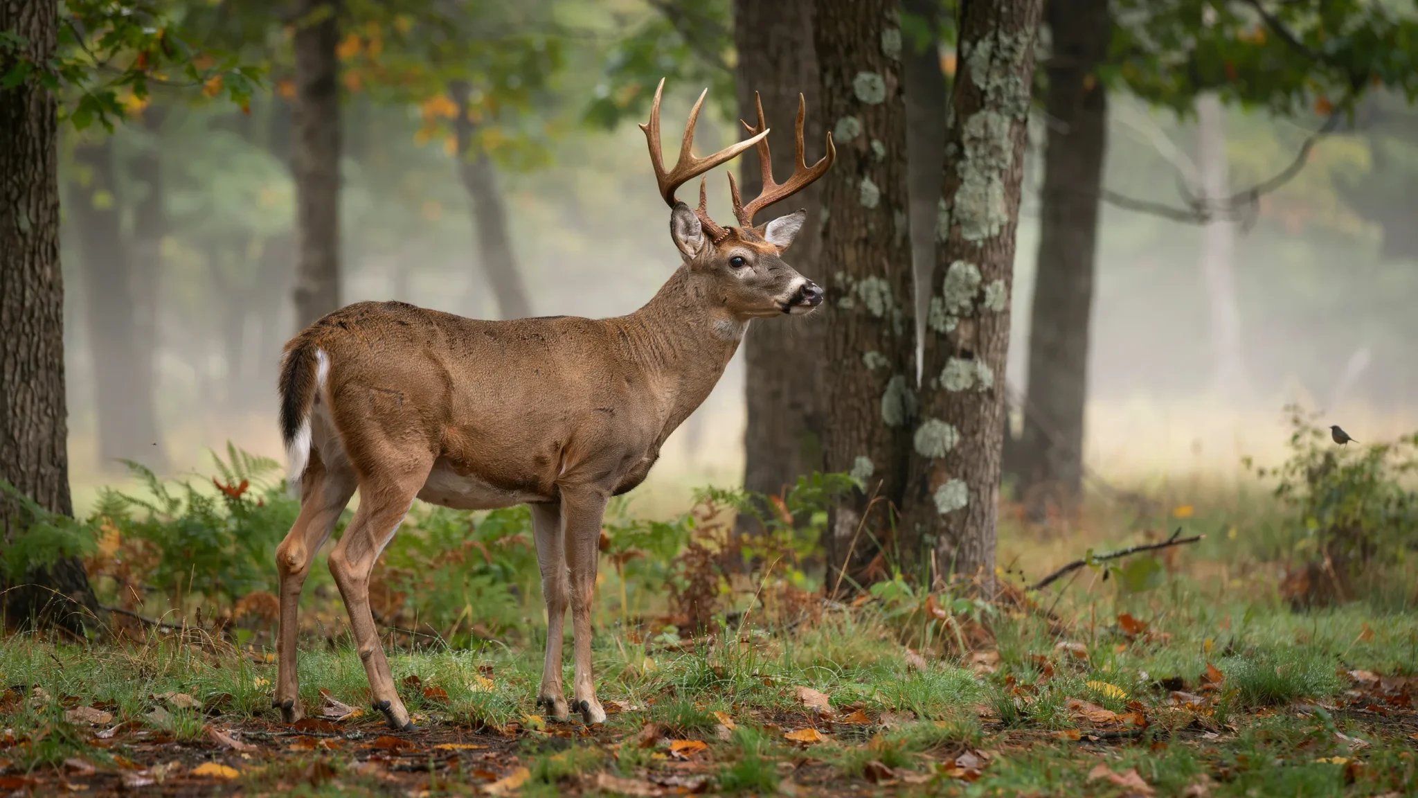 White-tailed deer showing its physical appearance and distinctive features.