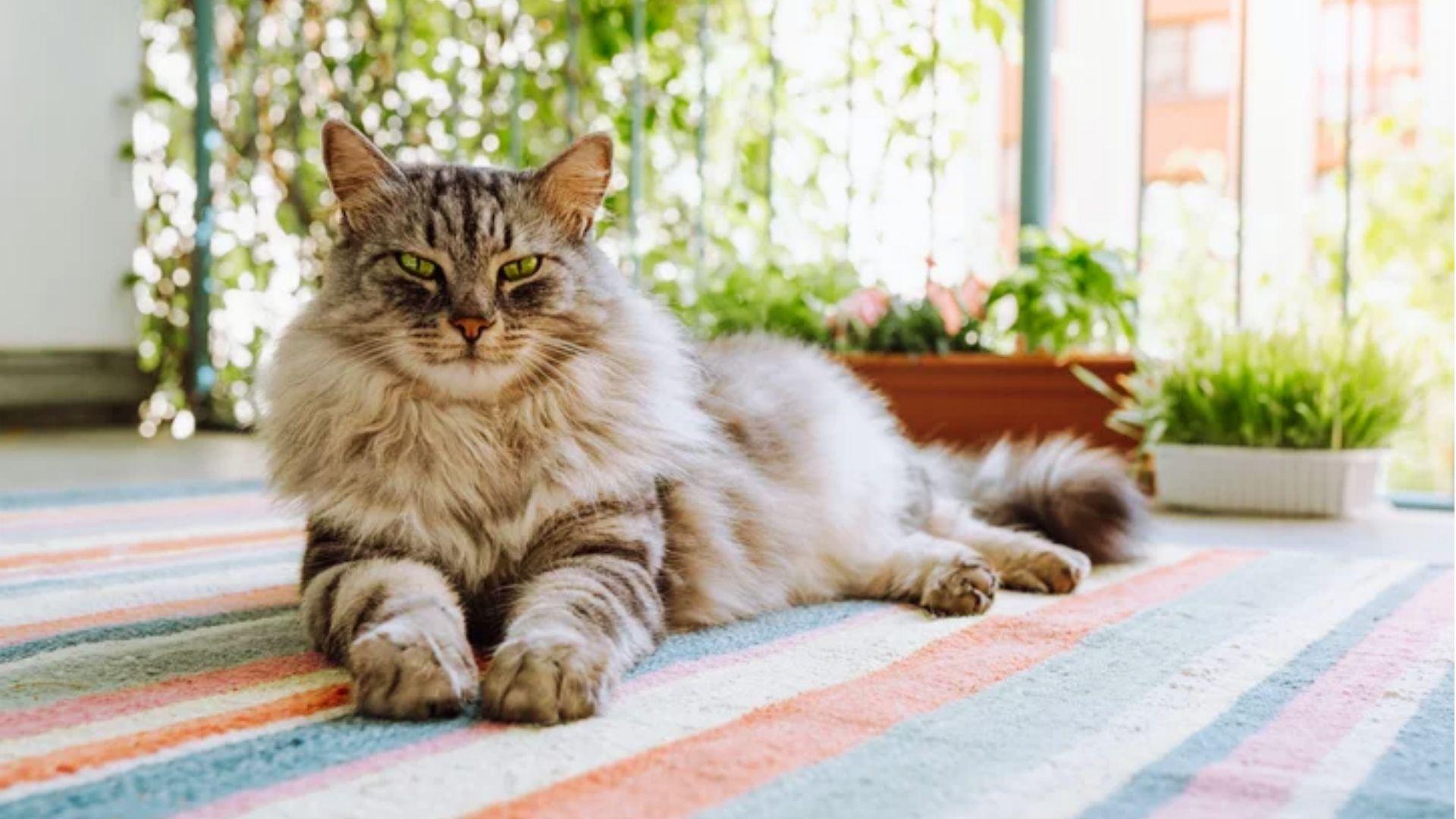 A silver and grey long-haired tabby cat with piercing green eyes lounging regally on a colorful striped rug on a sunlit porch, with plants and greenery visible.