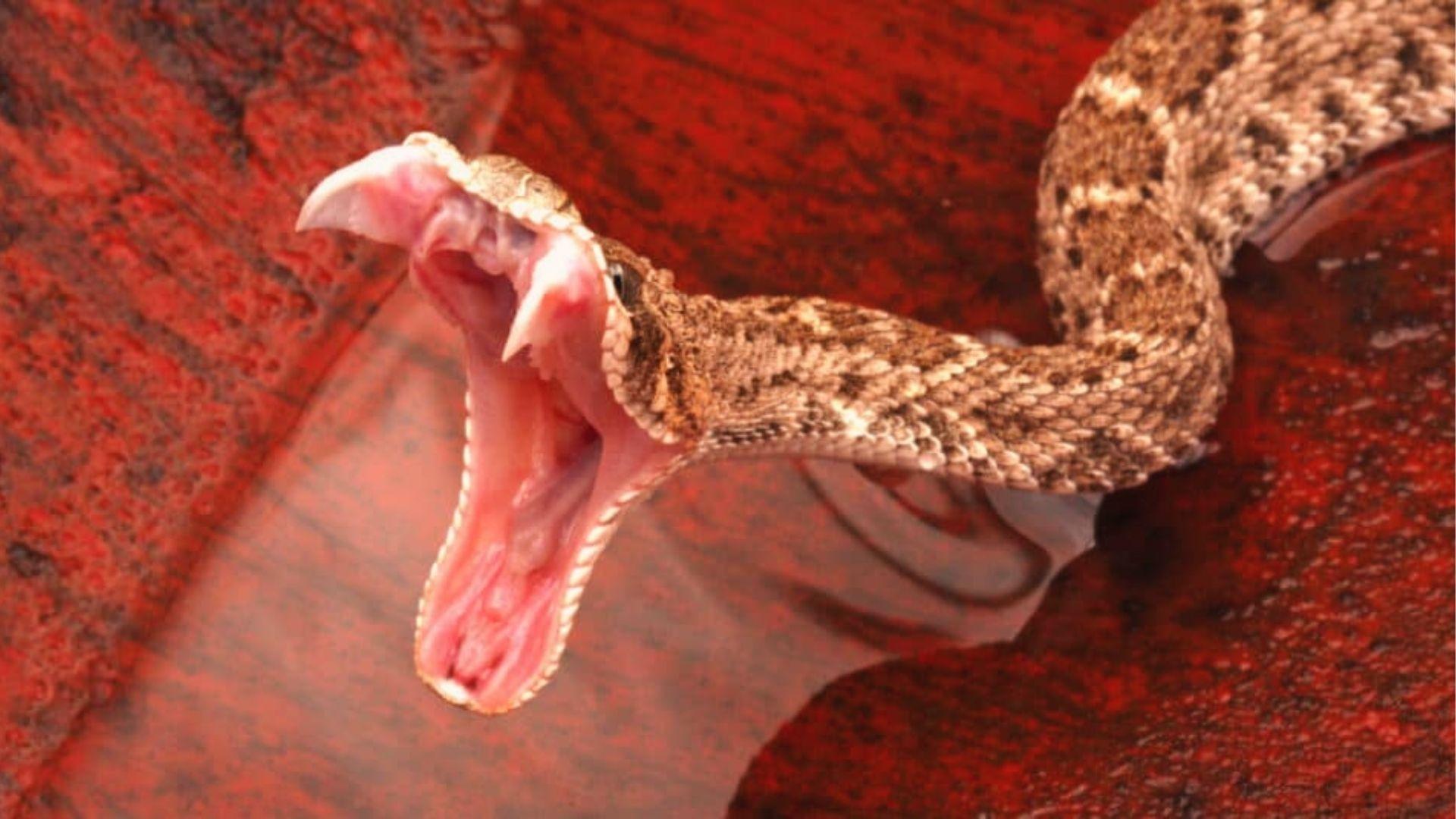 Venomous Eastern Diamondback Rattlesnake with fangs bared. Brown diamond pattern, largest Georgia viper.
