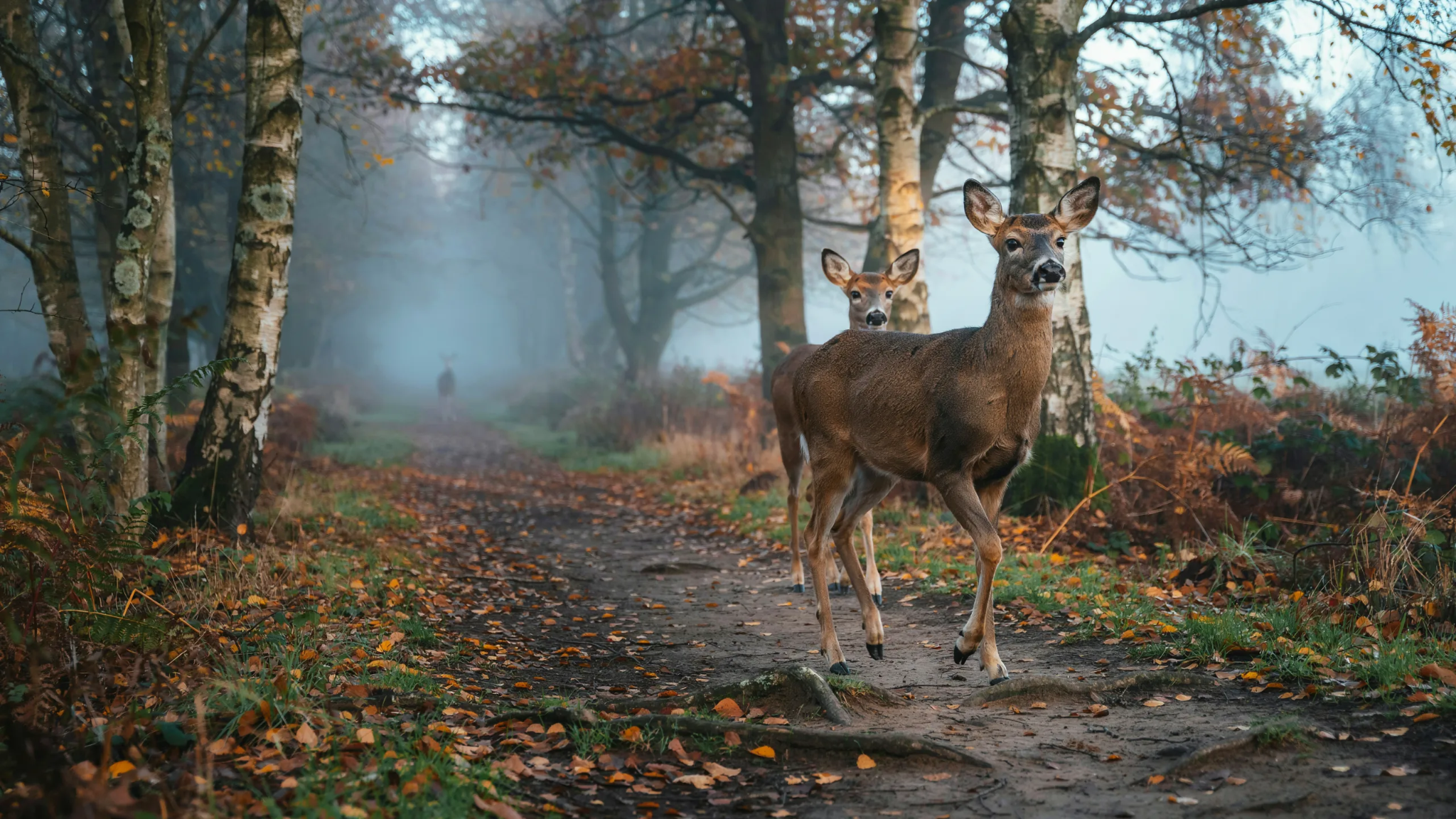 White-tailed deer displaying natural behavior in its habitat.