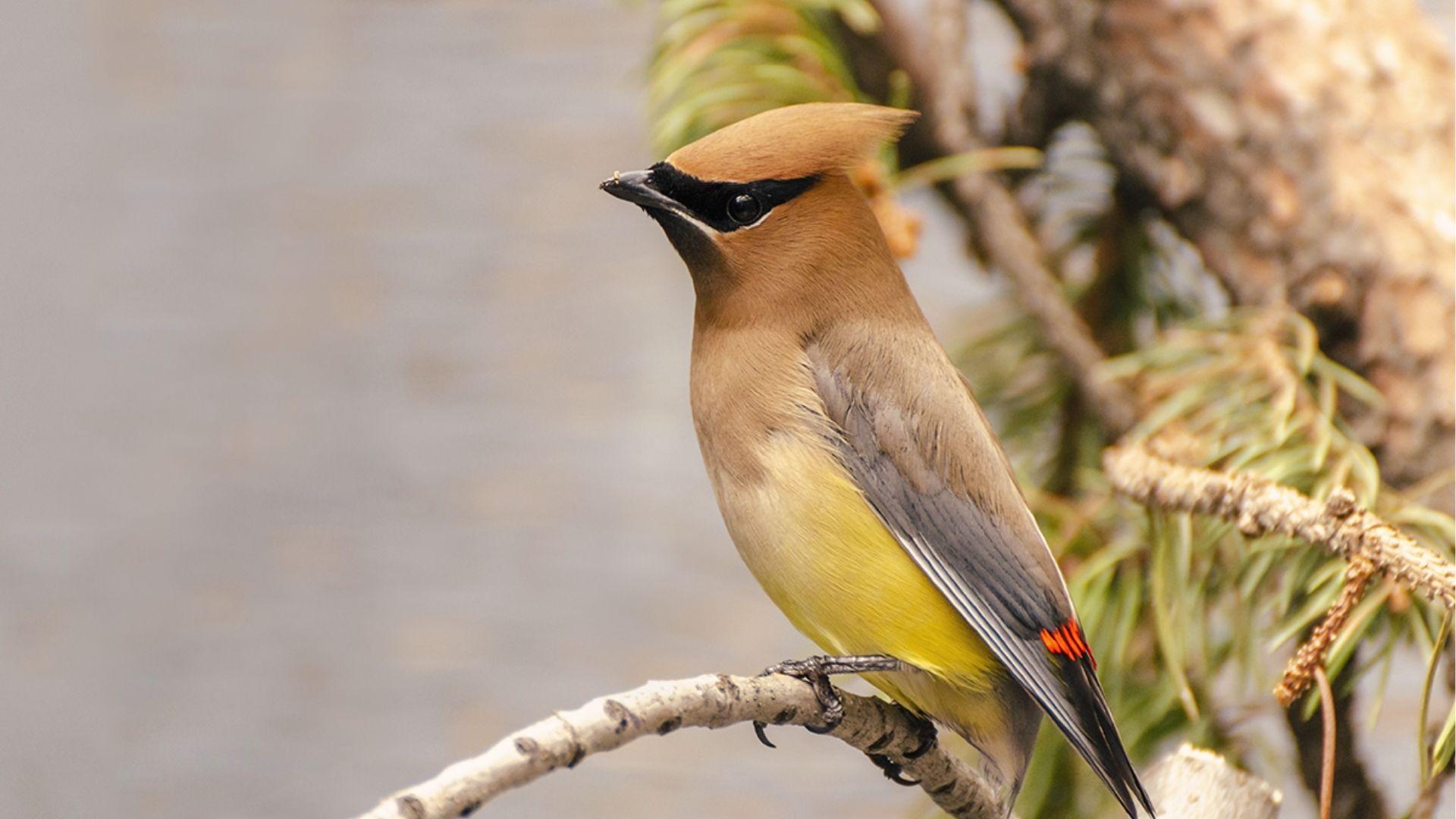 Cedar Waxwing with tan crest, black mask, and yellow belly perched on pine branches in winter.
