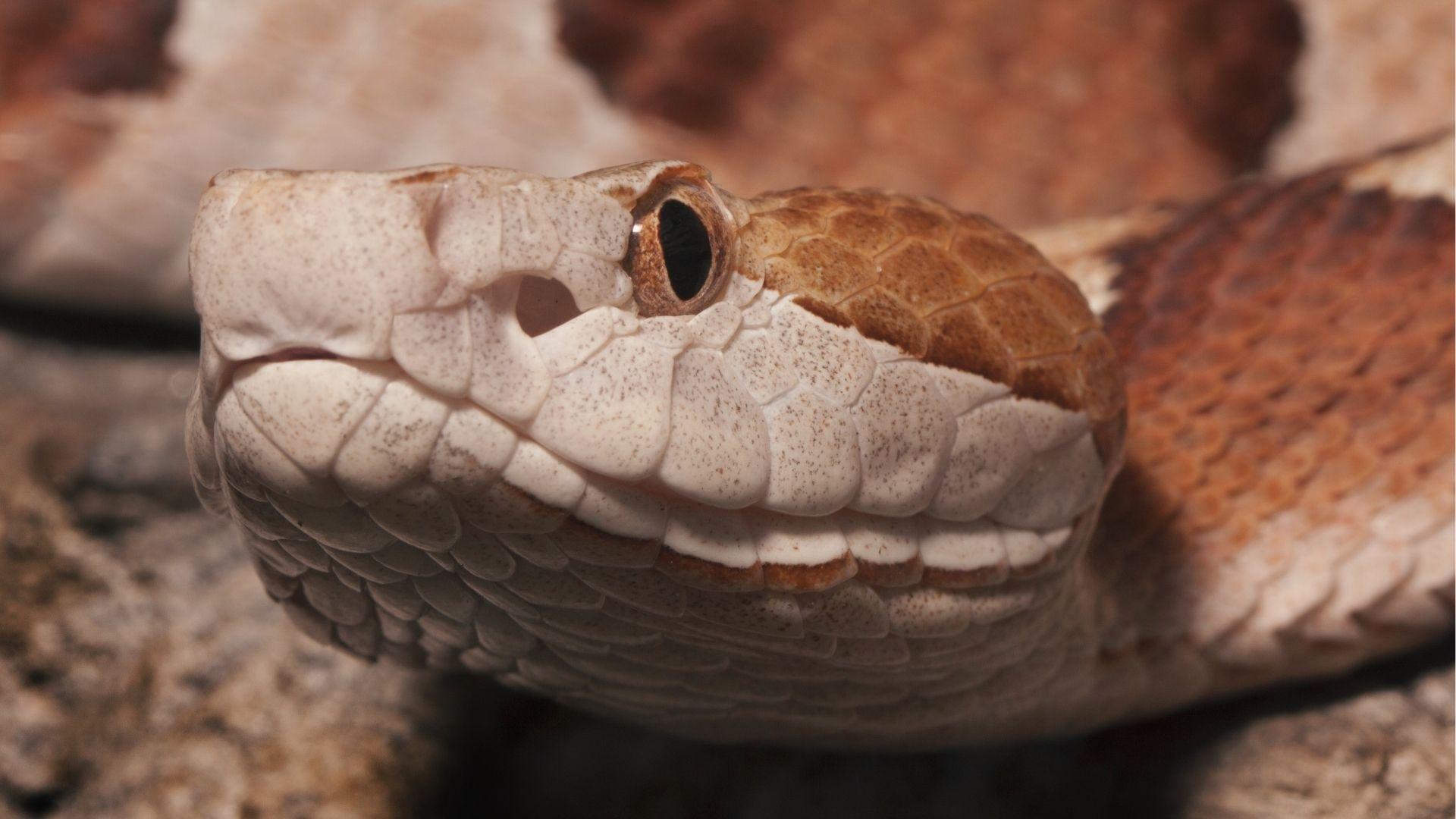 Copperhead snake head closeup showing heat pits and brown hourglass bands on Georgia rocks.