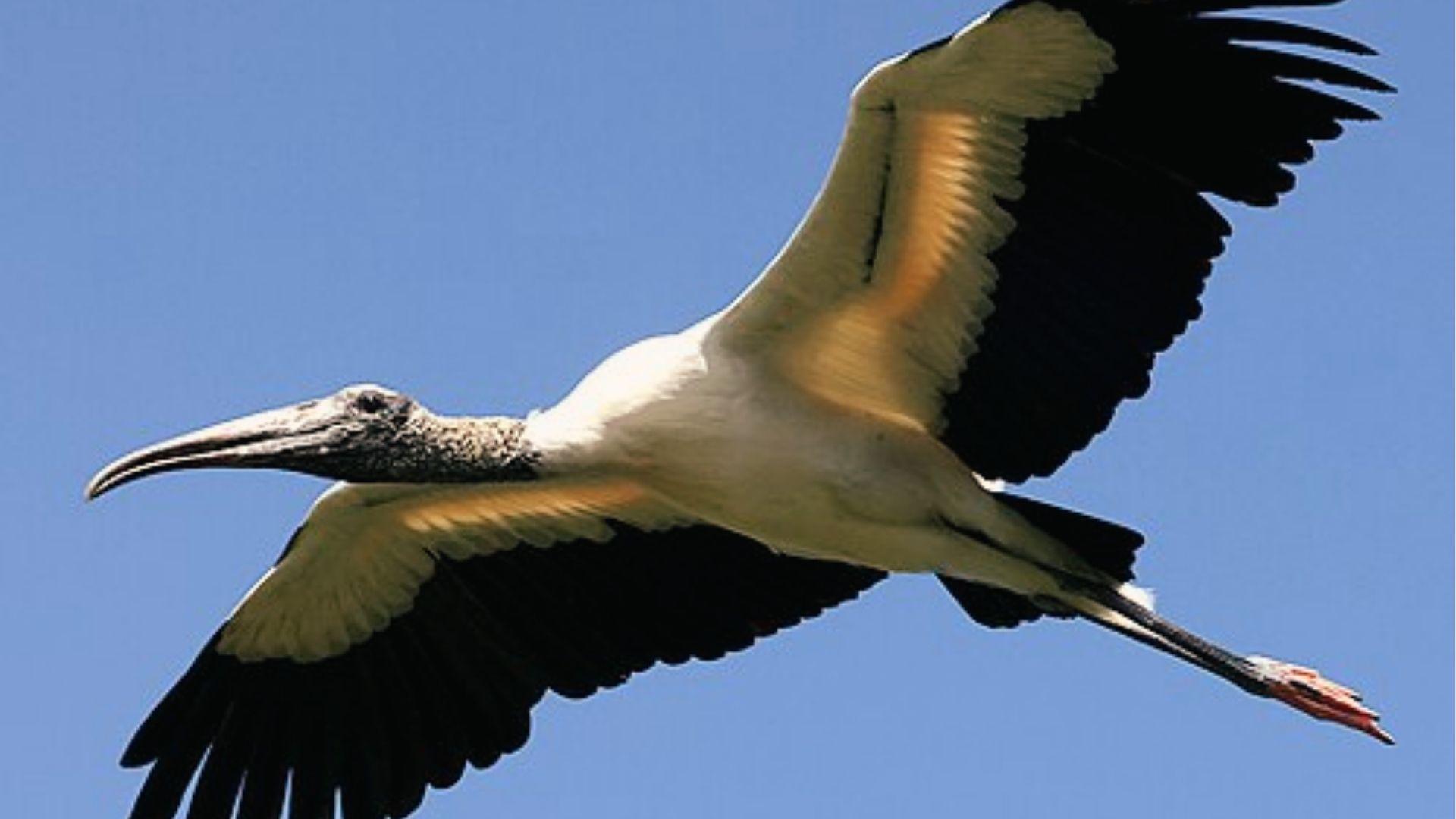 Wood Stork with white body, black wings, and bald head soars in the blue Georgia sky above.