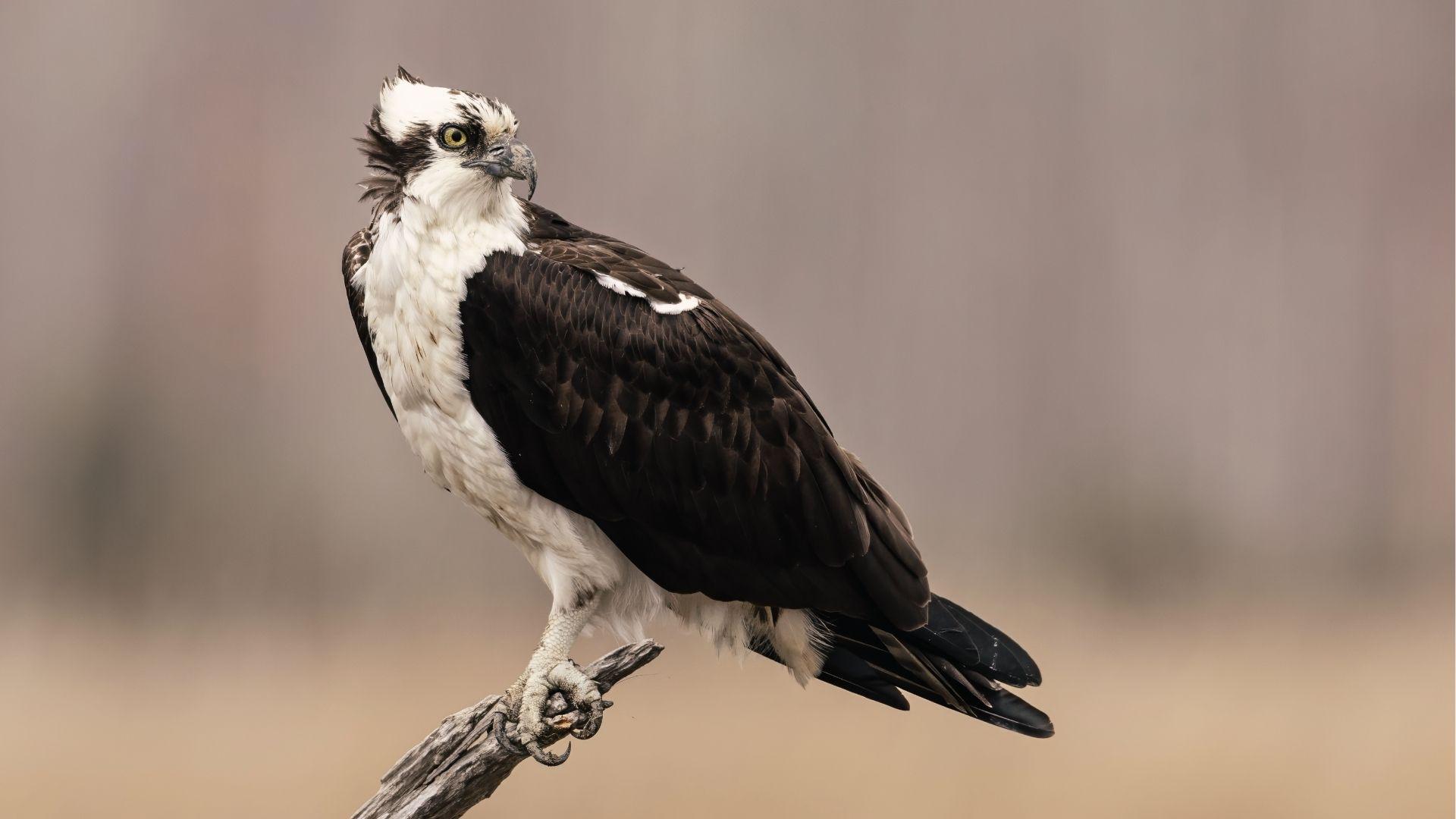 Osprey with white head, dark eye stripe, and brown wings grips bare branches with talons.