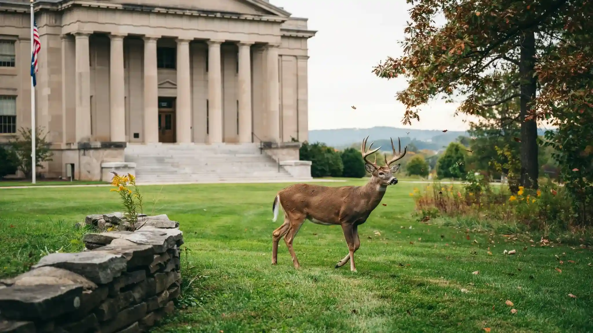 White-tailed deer symbolizing its official designation as Georgia's state animal.