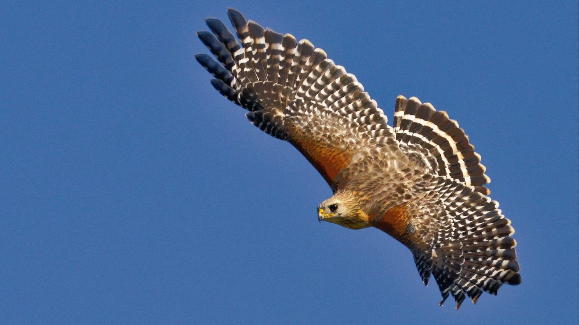 Red-shouldered Hawk with rufous chest and barred wings banks in flight against clear blue sky.