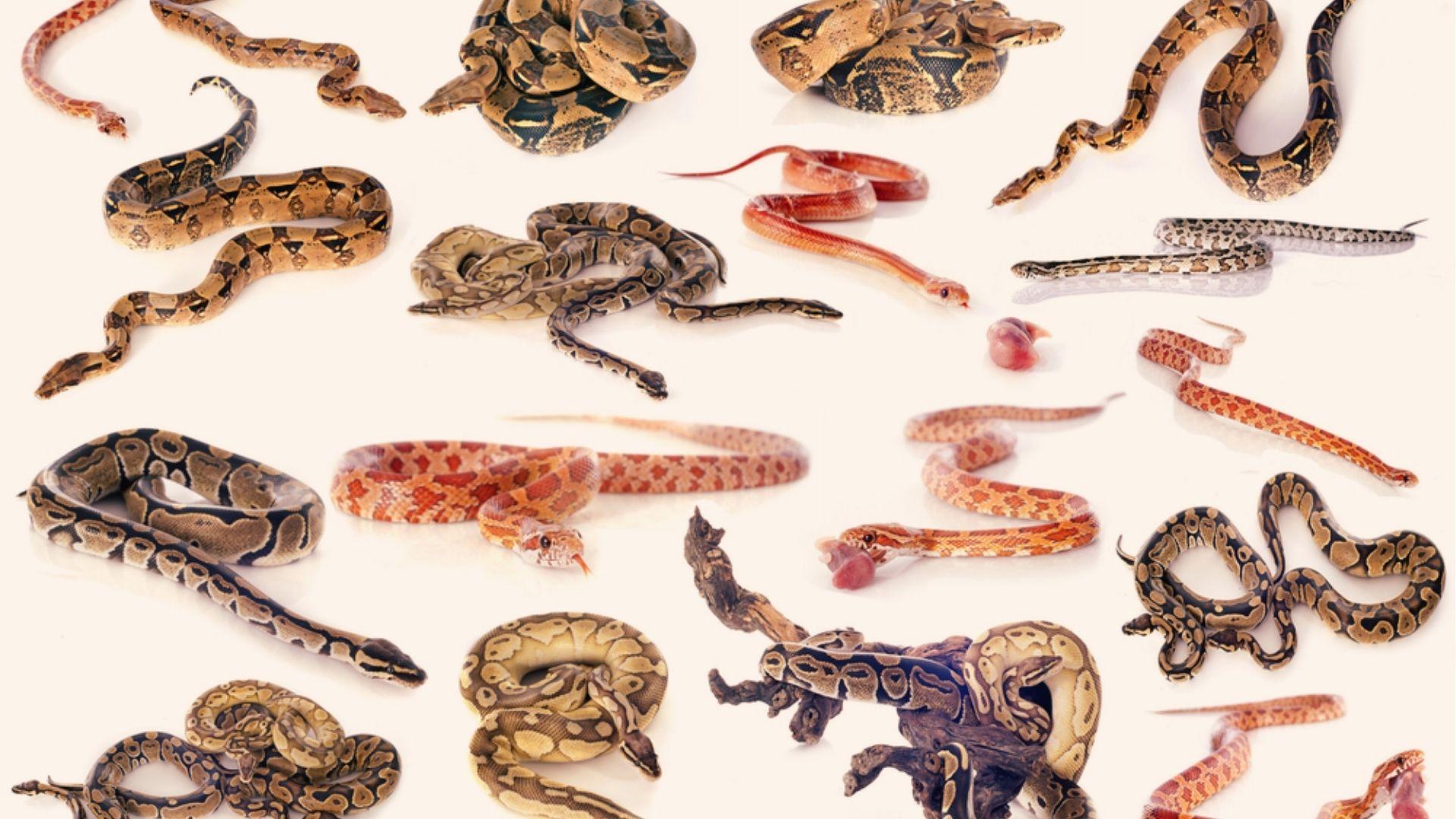 Collage of Georgia snakes including boas, pythons, and corn snakes. Shows color, pattern, and size variety.