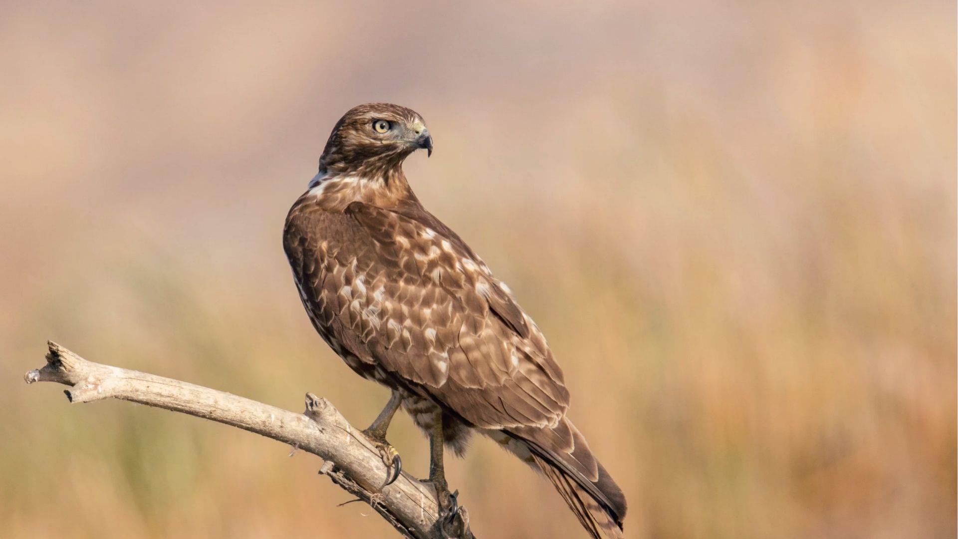 Red-tailed Hawk with brown streaked body and yellow eyes perches on dead branches in the field.