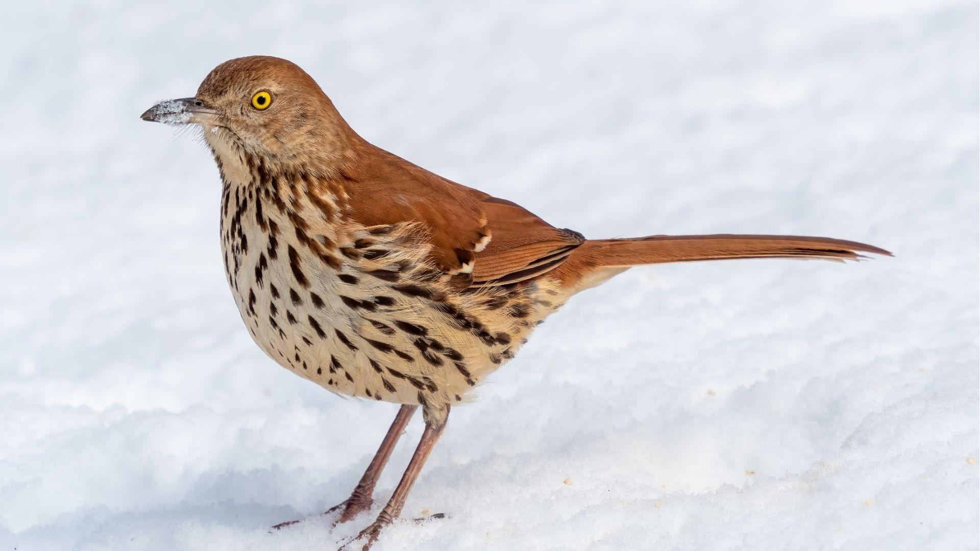 Brown Thrasher with yellow eyes and streaked breast standing in snow, Georgia state bird.