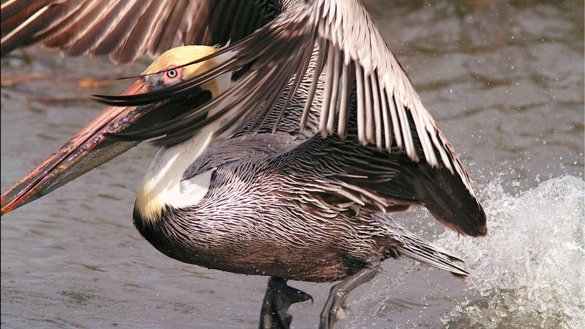 Brown Pelican with yellow head and long bill splashes through water with wings spread wide.