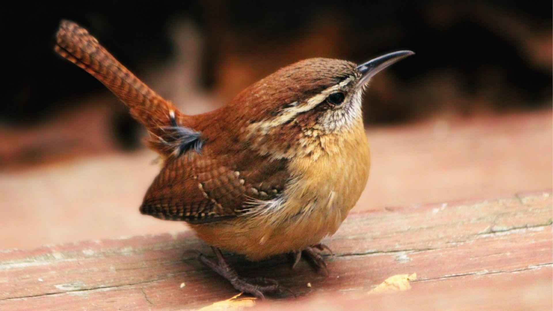 Carolina Wren with rusty brown body and white eyebrow stripe sitting on a wooden surface.