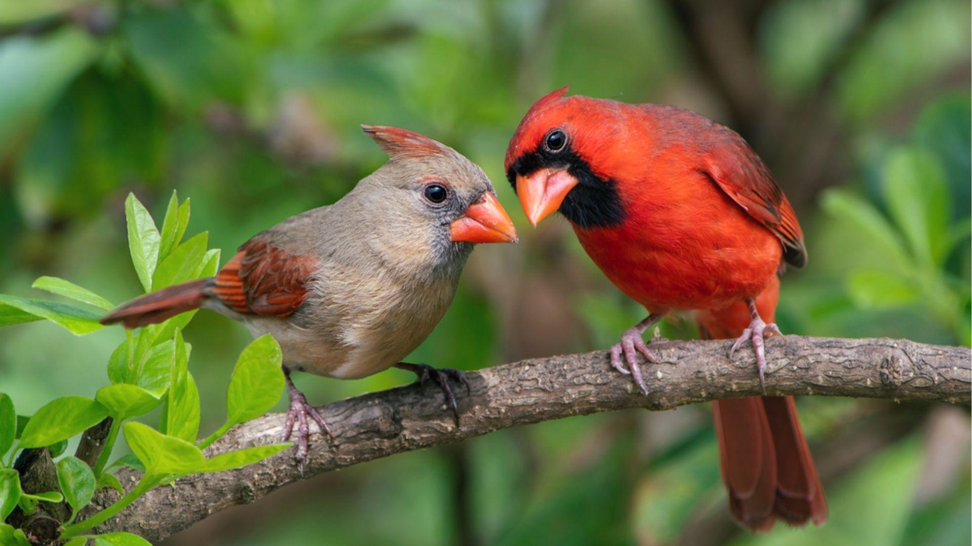 Male and female Northern Cardinal pairs perched together on branch, red male and tan female.