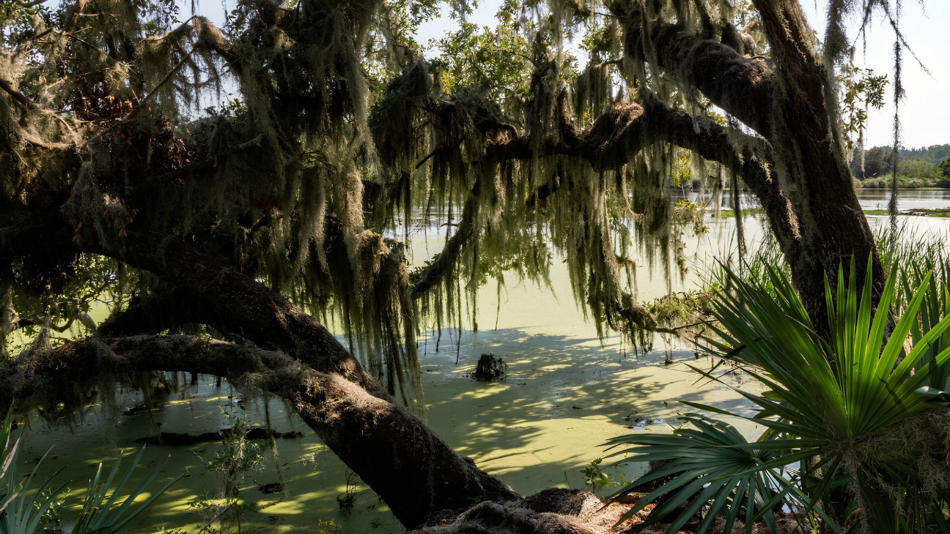 Spanish moss hangs from oak branches over green marsh waters with palmetto plants, showcasing Lowcountry nature on Savannah Plantation Tours.