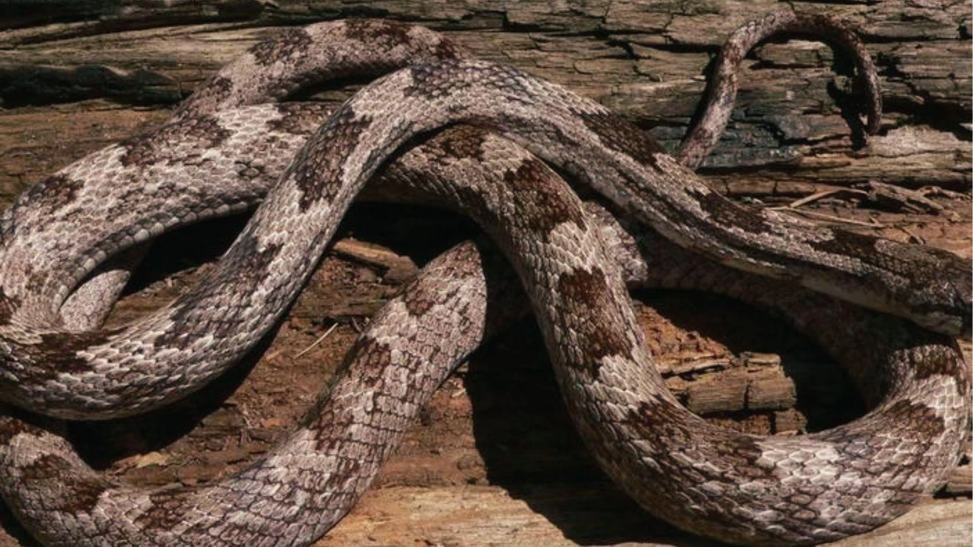 Nonvenomous Gray Ratsnake on rotting log. Light gray with dark blotches. Climbs trees across Georgia.