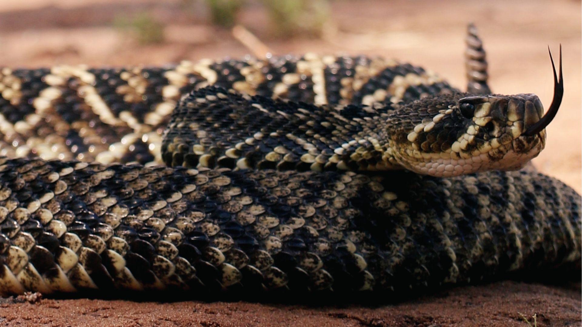 Eastern diamondback rattlesnake flicking tongue, coiled on red dirt in south Georgia.