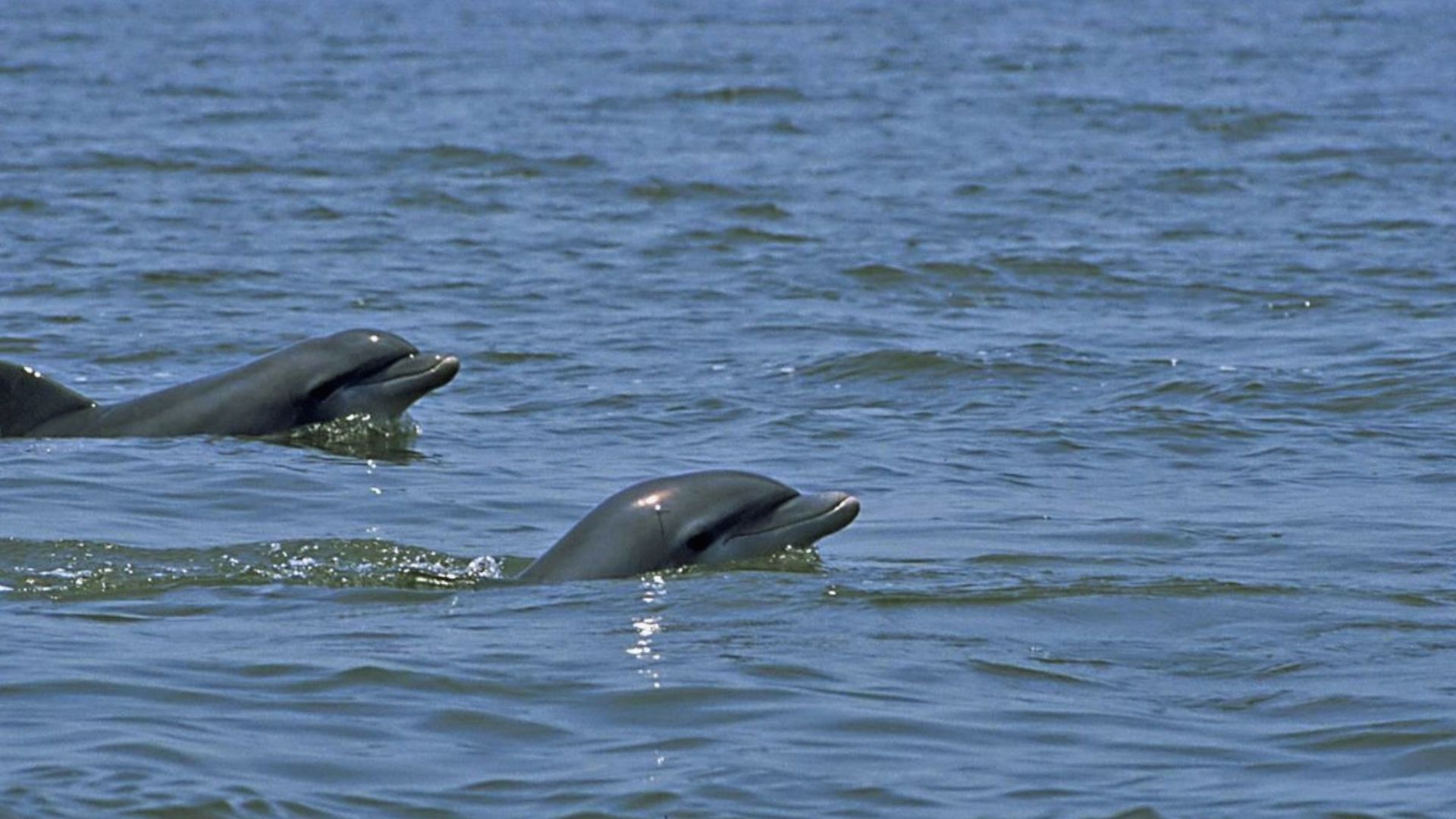 "Two dolphins surfacing in calm blue ocean water with their heads and dorsal fins visible above gentle waves"