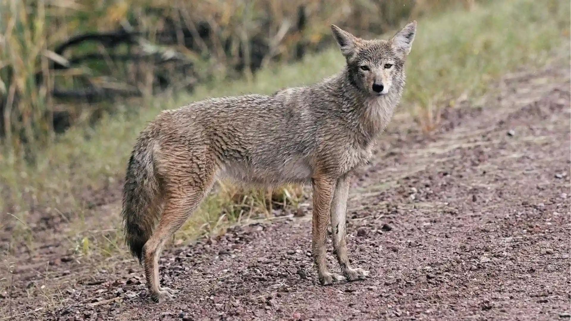 Coyote standing alert on dirt path in Georgia, wet fur and sharp eyes scanning ahead.