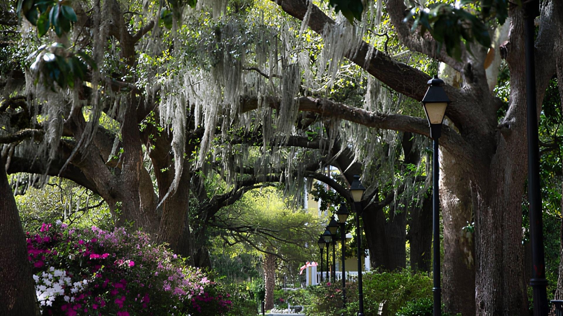 Sunlit Savannah square with live oak trees draped in Spanish moss, historic lampposts, and pink azaleas on a Savannah Plantation Tour.