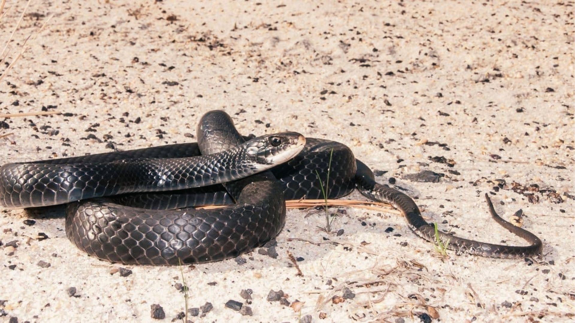 Nonvenomous Southern Black Racer on sandy soil. Glossy black scales, white chin, common in Georgia.