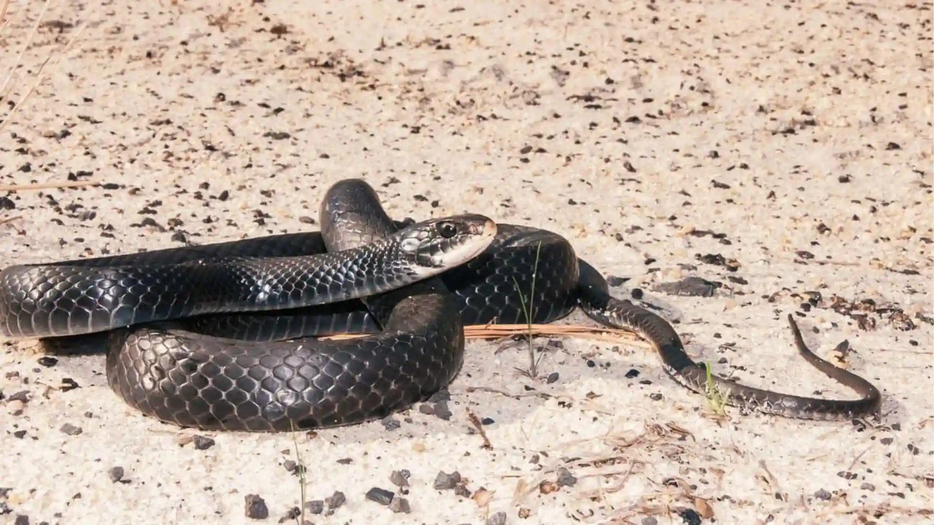 Nonvenomous Southern Black Racer on sandy soil. Glossy black scales, white chin, common in Georgia.