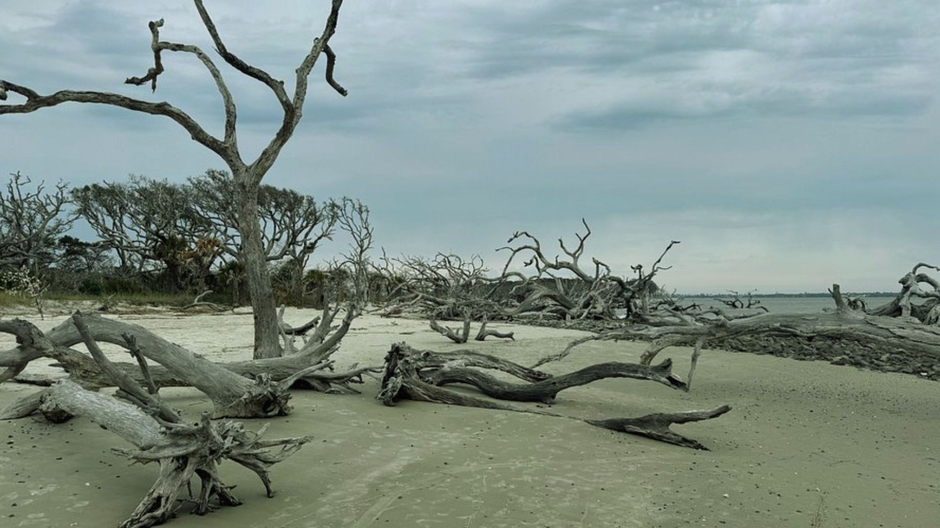 "Beach covered in weathered driftwood trees and branches scattered across pale sand under an overcast sky with the ocean in the distance"