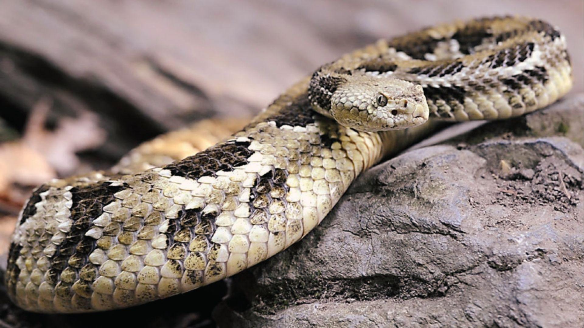 Timber rattlesnake resting on granite, patterned scales and pit viper head in Georgia hills.