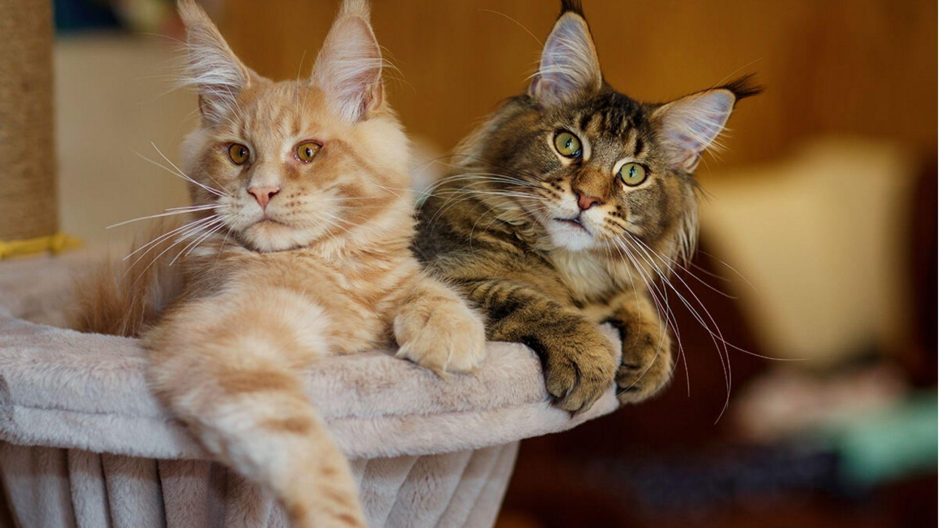 Two young Maine Coon cats, one cream-colored and one brown tabby, lounging side by side on a plush cat tree perch
