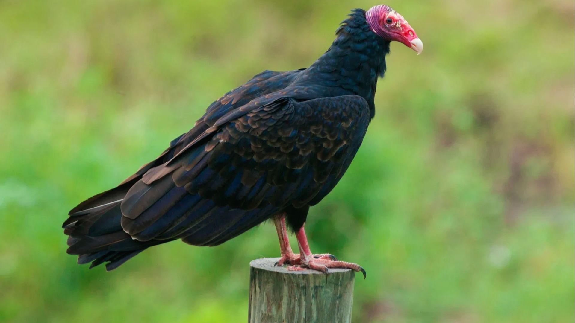 Turkey Vulture with red bald head and dark brown feathers perched on wooden posts in Georgia.