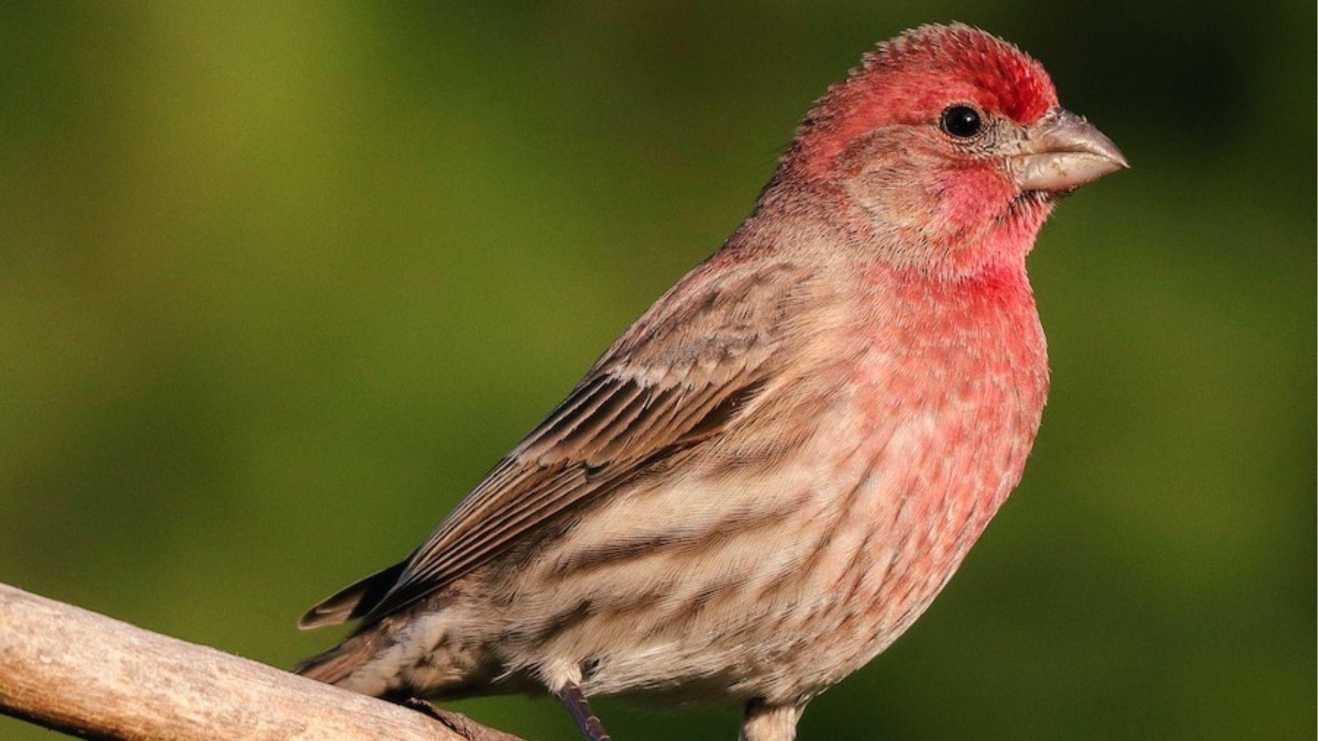 Male House Finch with rosy red head and breast perched on branches against a soft green background.