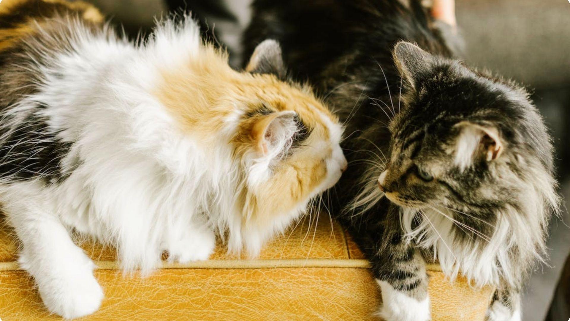 Two fluffy long-haired cats, a white and golden calico and a dark grey tabby, touching noses affectionately .