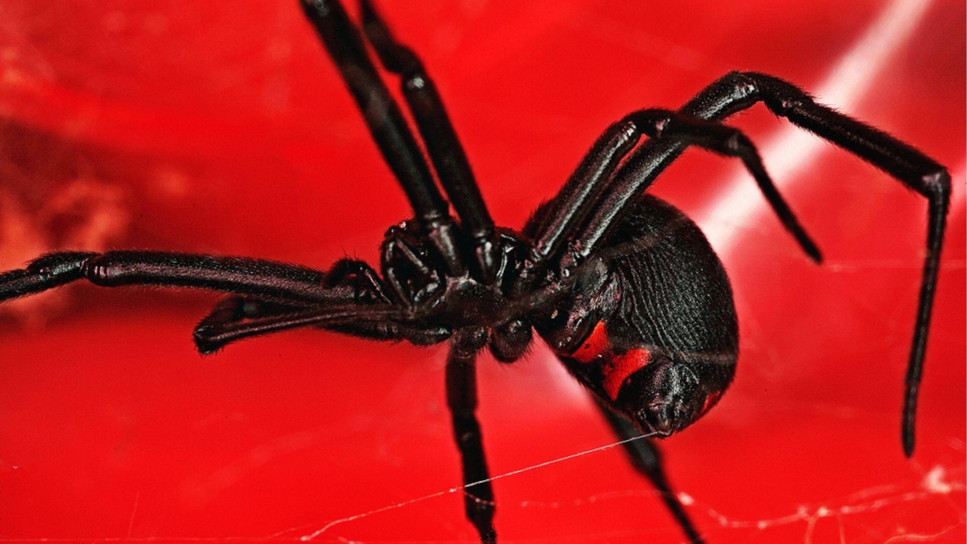 Black widow spider on red background, glossy black body with red hourglass mark in Georgia.