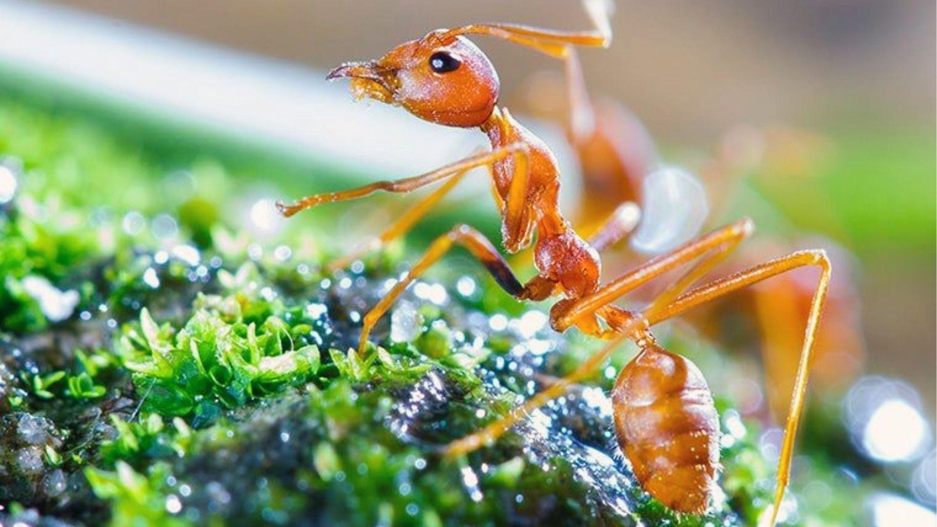 Closeup of red fire ant on wet moss, painful stinger and strong mandibles in Georgia.