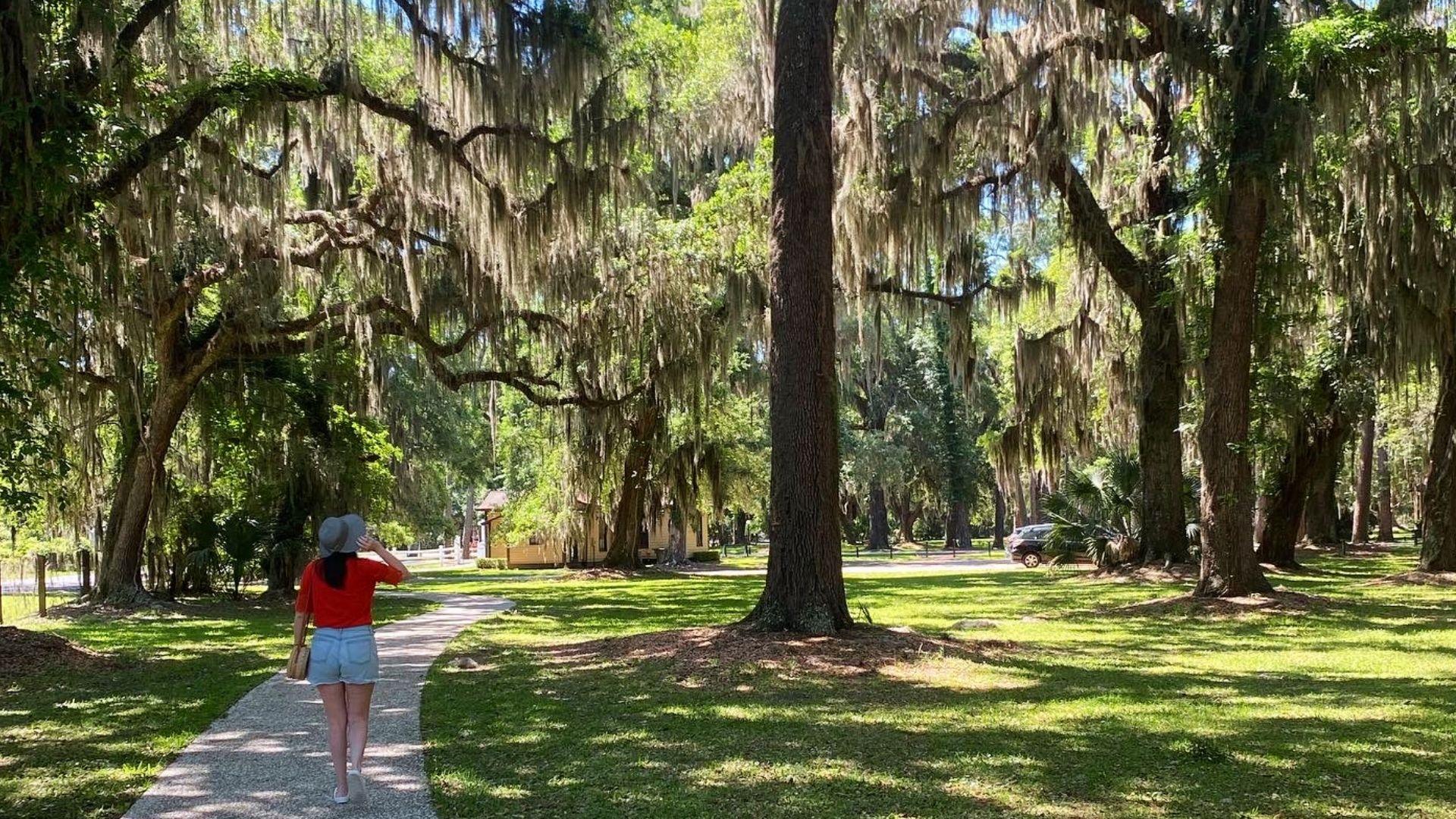 Tourist walking under Spanish moss-covered oak trees on Jekyll Island, accessible from Savannah by car