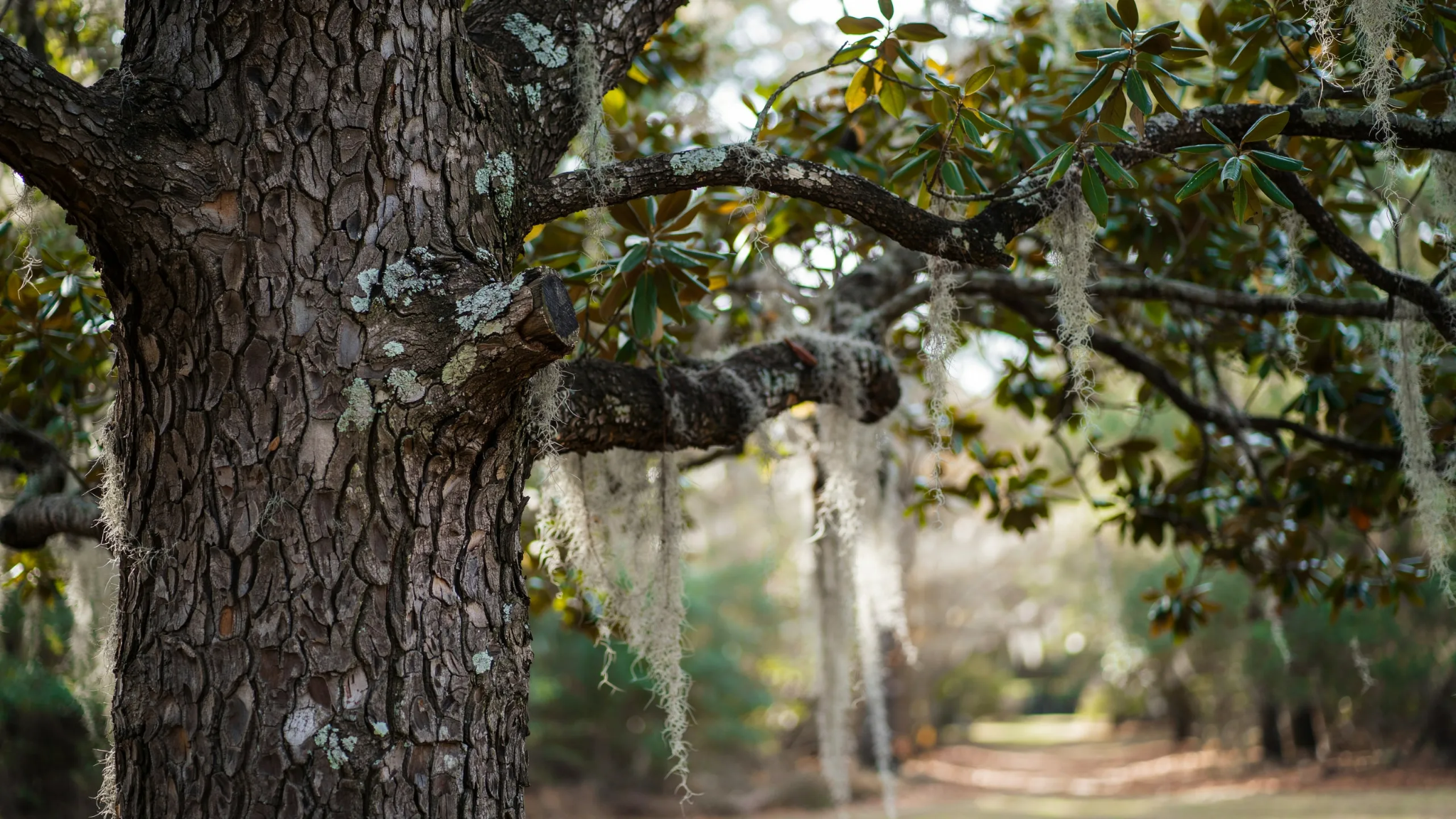 Distinctive features of a mature Live Oak tree.