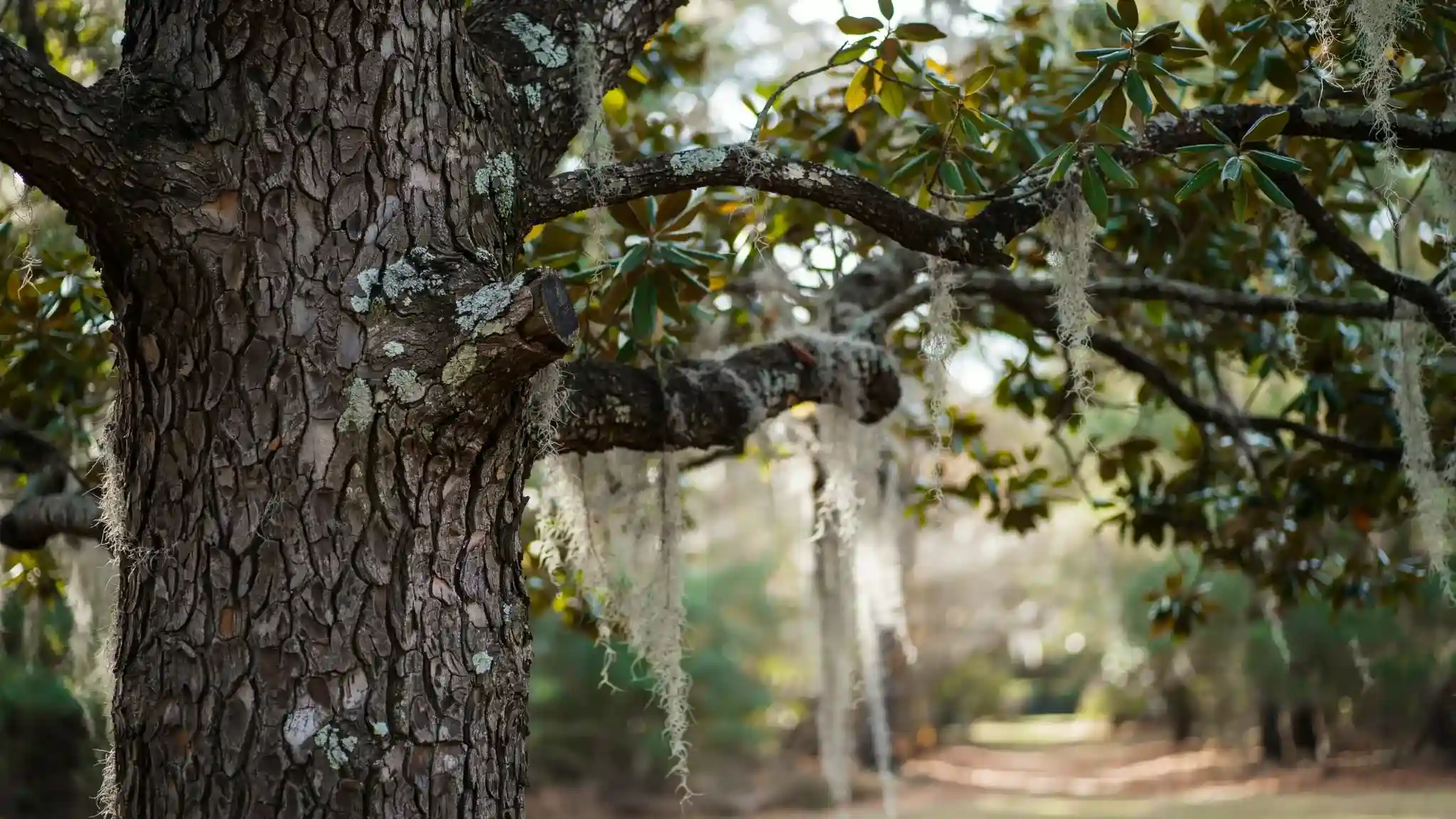 Distinctive features of a mature Live Oak tree.