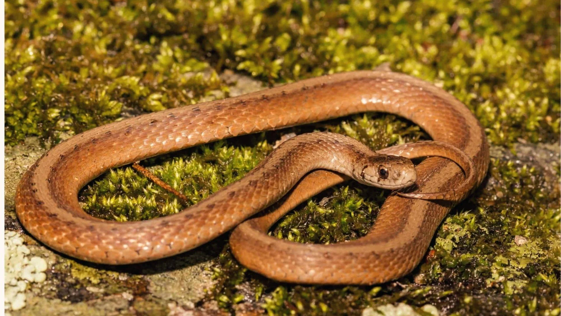 Nonvenomous DeKay’s Brownsnake coiled on mossy ground in Georgia. Small brown body with dark stripes.