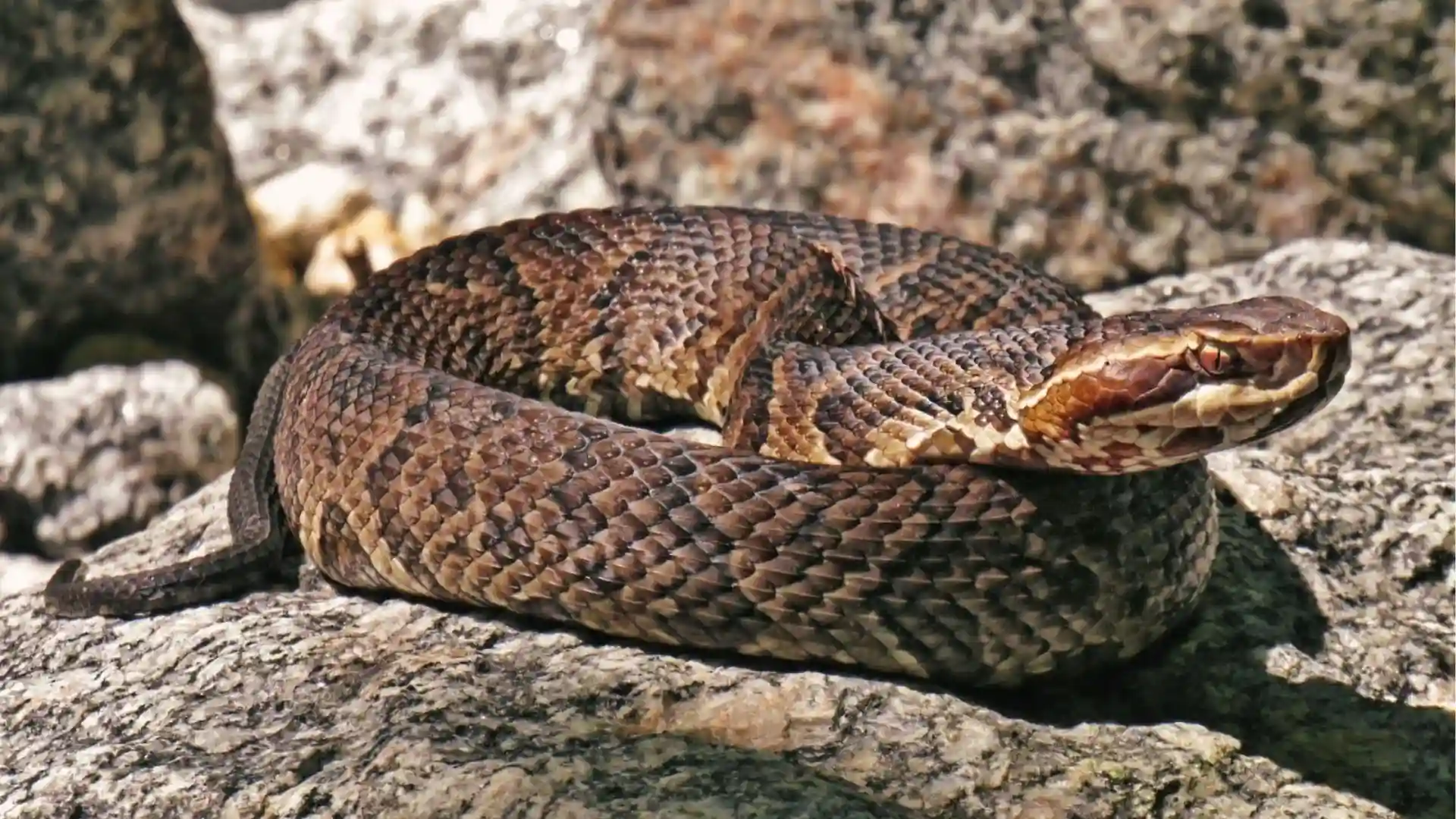 Cottonmouth water moccasin sunning on rocks, thick body and dark bands in Georgia.