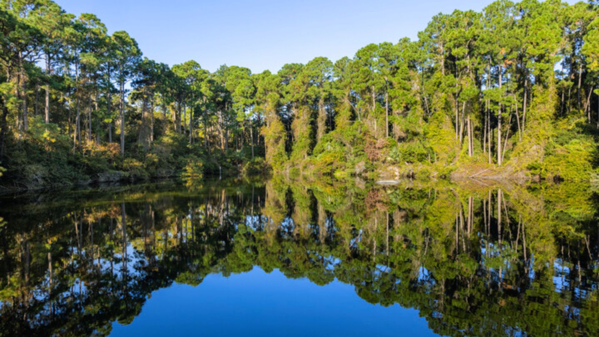 "Still lake reflecting tall pine trees and blue sky on a clear day."