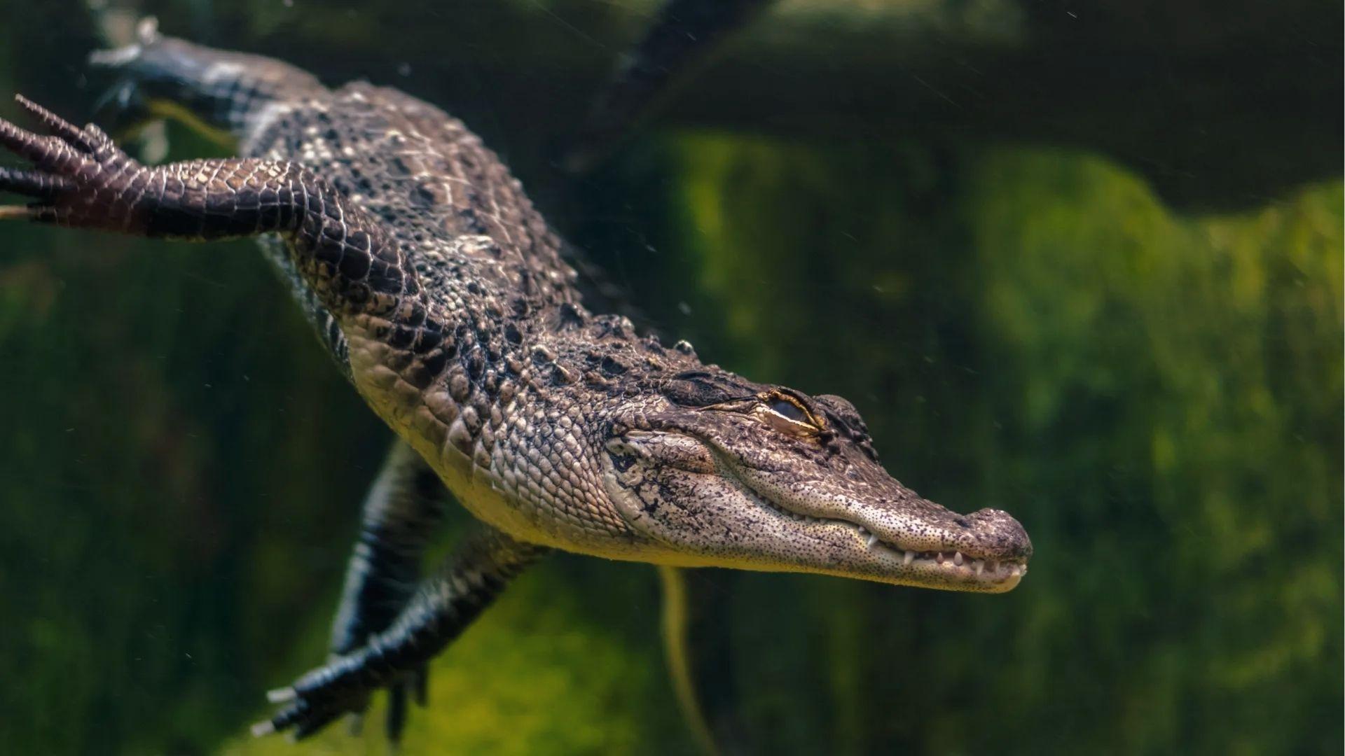 Juvenile American alligator swimming underwater in Georgia swamp, sharp teeth and armored scales.