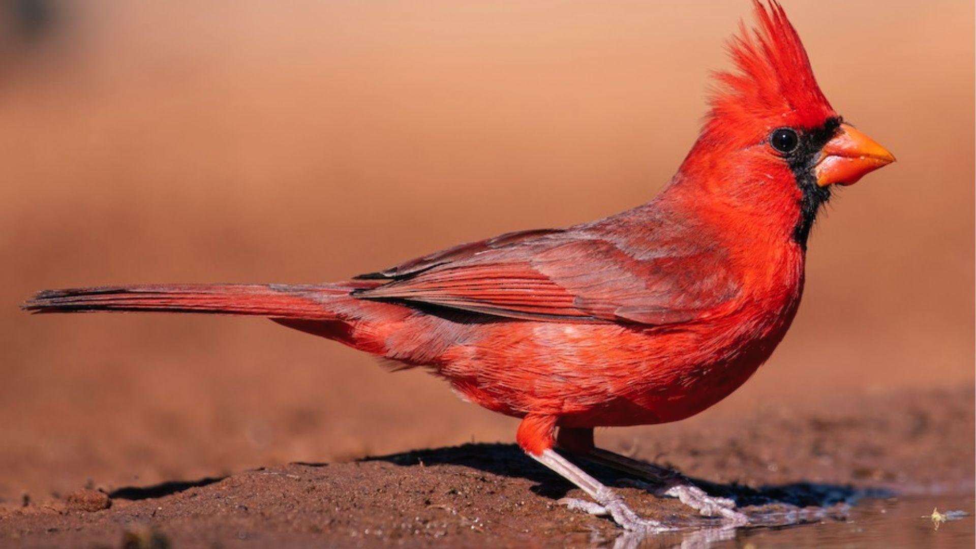 Male Northern Cardinal with brilliant red plumage and crest standing near water on soil.
